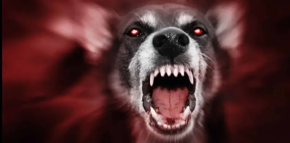 Duluth Dog Bite Attorney